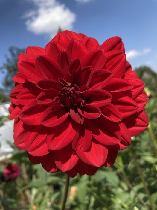 Жоржини георгіни квіти