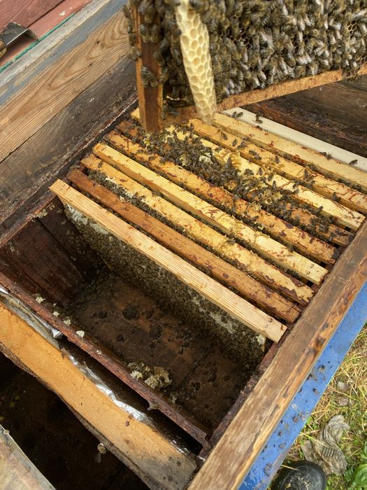 Продам бджолопакети карпатка!