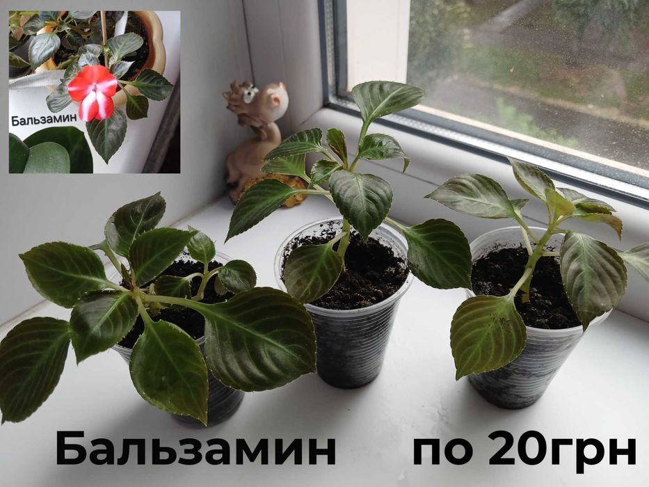 Продам комнатные цветы