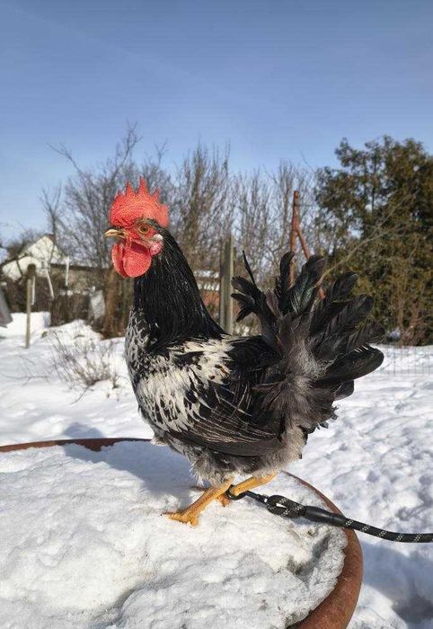 Sprzedam koguta / koguty mix