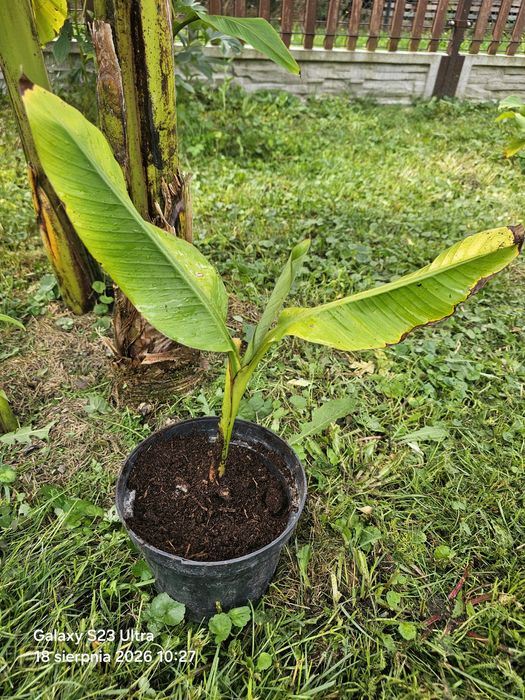 Bananowiec musa basjoo