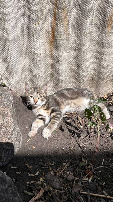 Віддам_ кошеня_ кішки_джейн