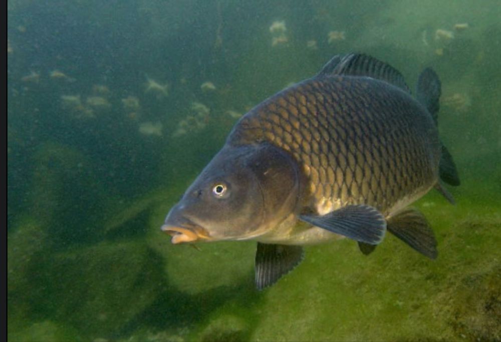 Karp hodowlany żywy