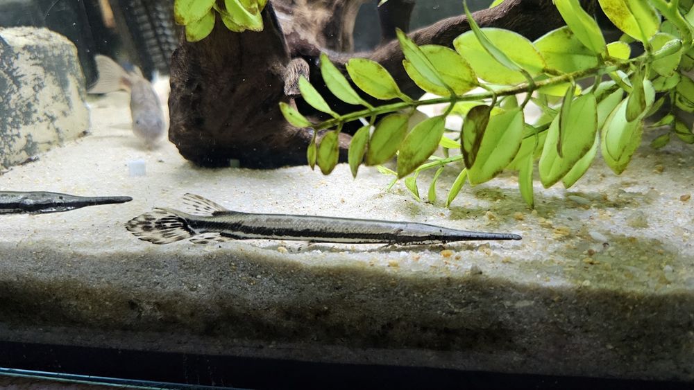 Lepisosteus oculatus 10-12cm