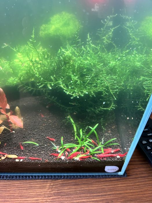 Plantas de aquario