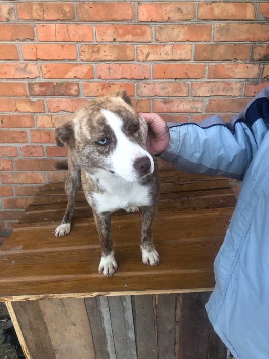 Віддамо в люблячі руки щеня поміс стаф+хаскі