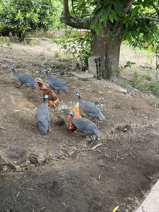 Galinha de Angola / Fraca