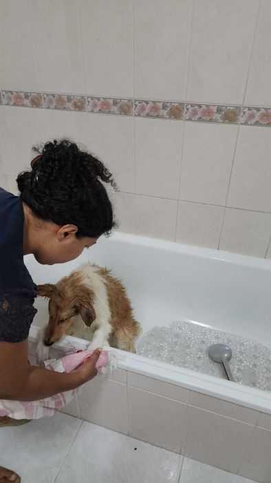 Pet Sitting em Ferragudo | Cães e Gatos