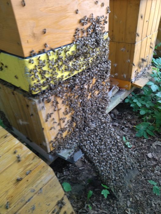 Pszczoły odkłady pszczele rodziny przezimowane