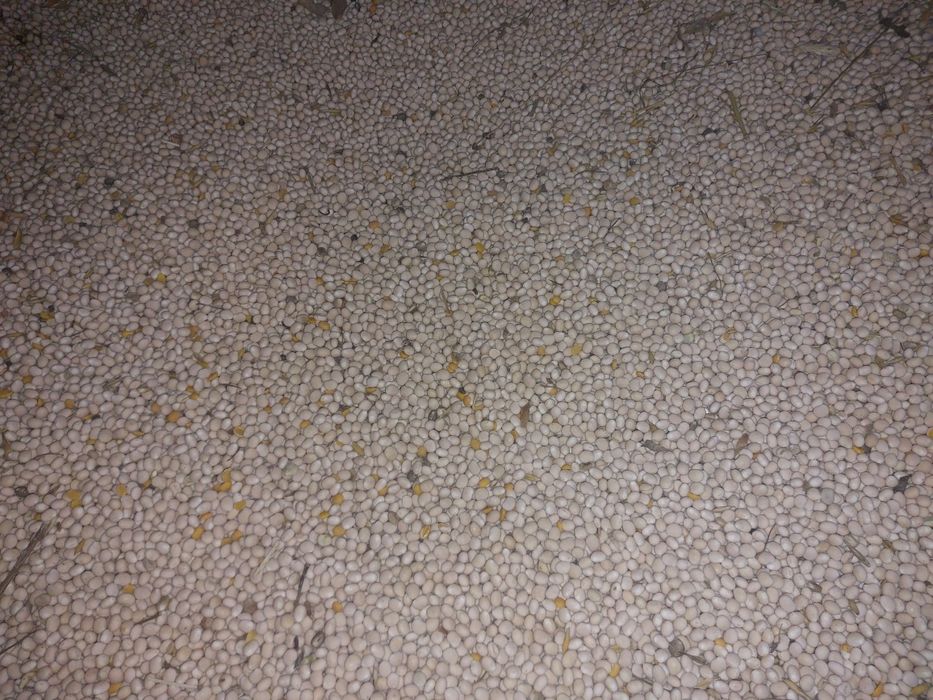 Łubin słodki do siewu