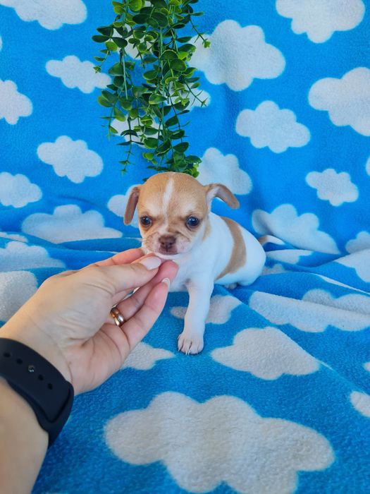 Estupendo menino mini Chihuahua Linhagem Russa de Qualidade