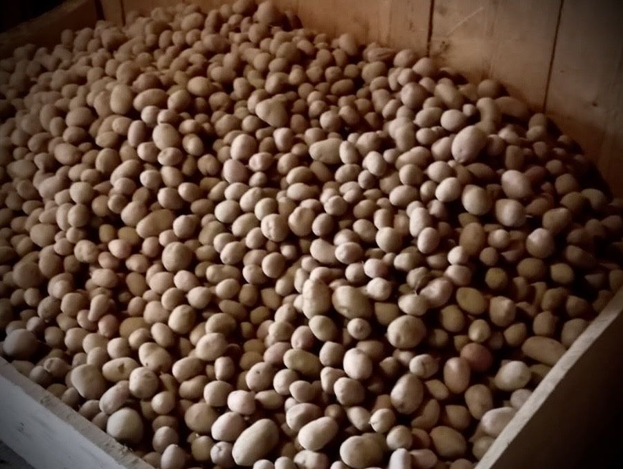 Ziemniaki jadalne z własnego gospodarstwa