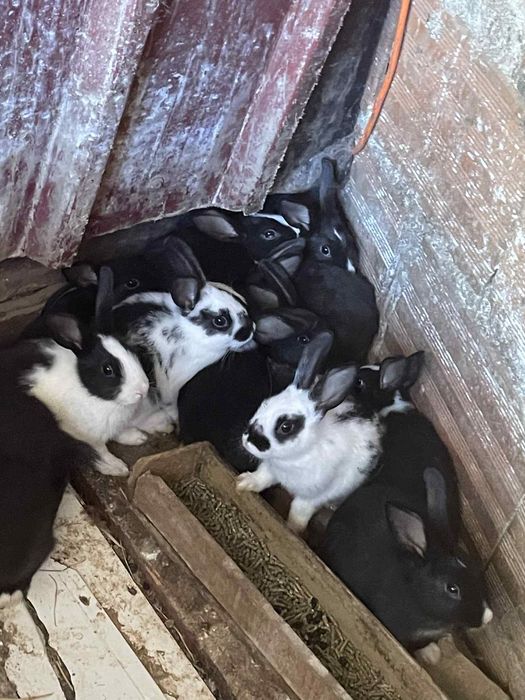 Tenho coelhos para vender