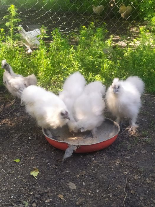 Продаж курей китайська пухова.