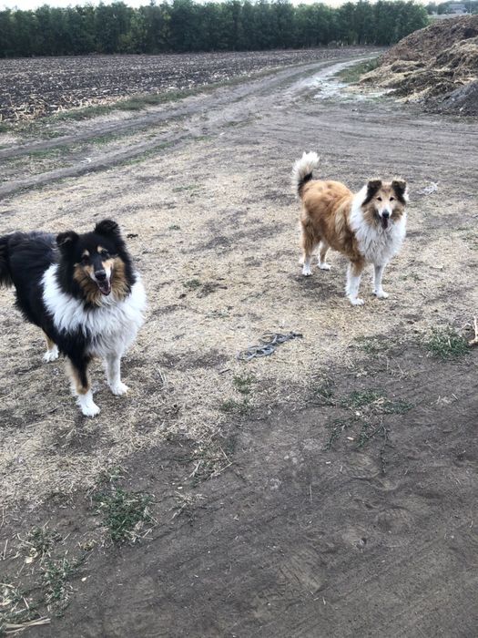 Услуги кінолога, приймаю всіх порід собак