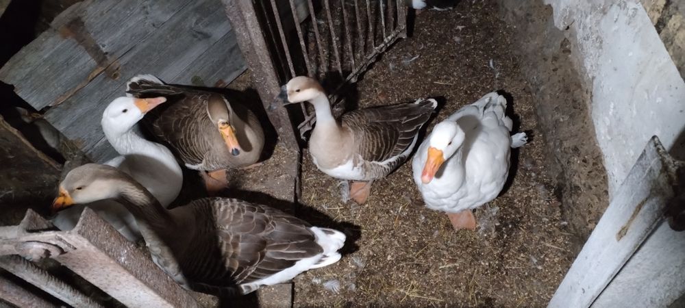 Продам Гусячі яйця