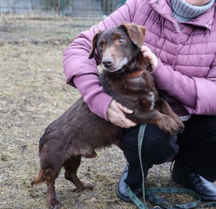 kochany Pimpuś czeka na dom