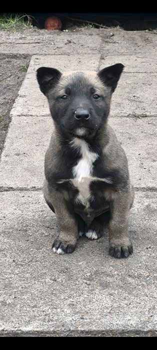 Цуценята Бельгійської вівчарки (Малінуа)