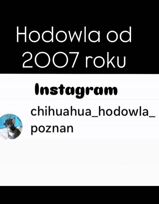 Chihuahua chłopiec mini