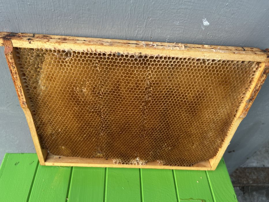 Ramki z suszem pszczelim