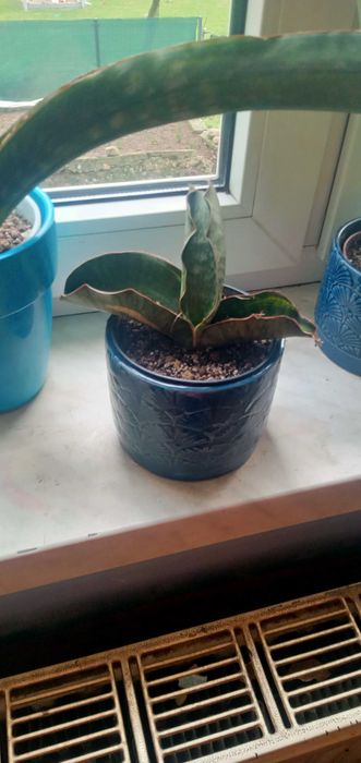 Sprzedam Sansevieria mafinga dragon es 829variegater