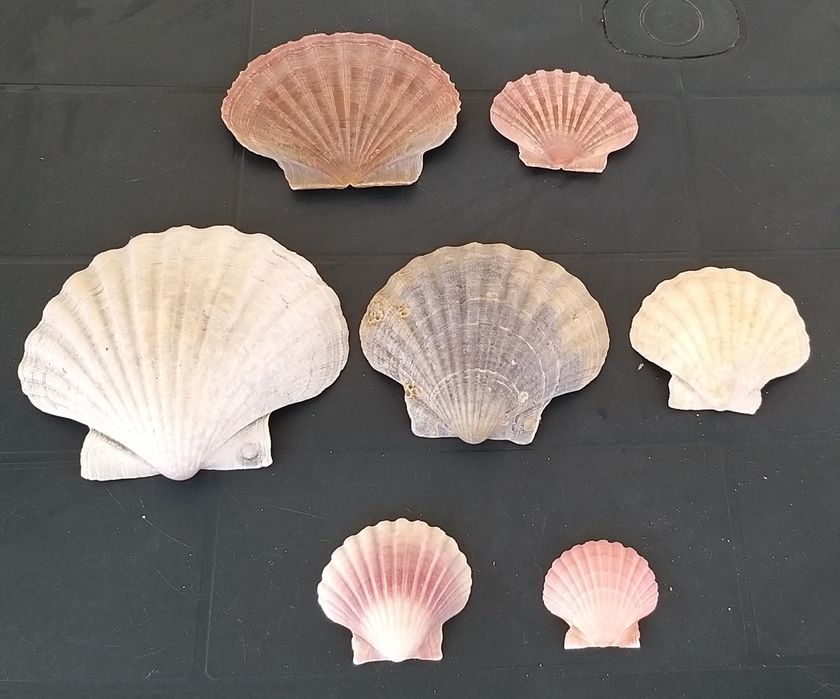 7 conchas do mar.
