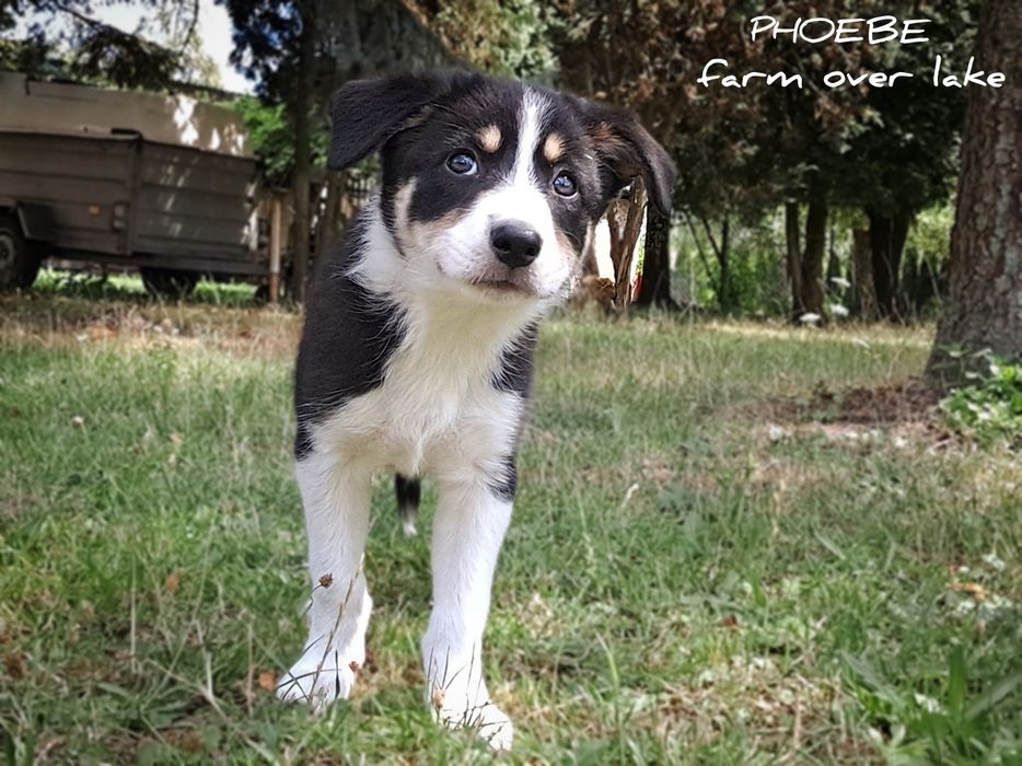 Suczka Border collie krótkowłosa ZKwP FCI