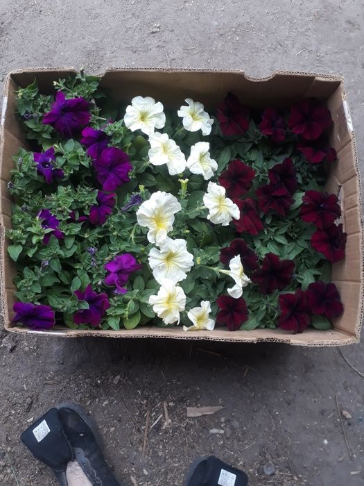 продам питунью сальвия