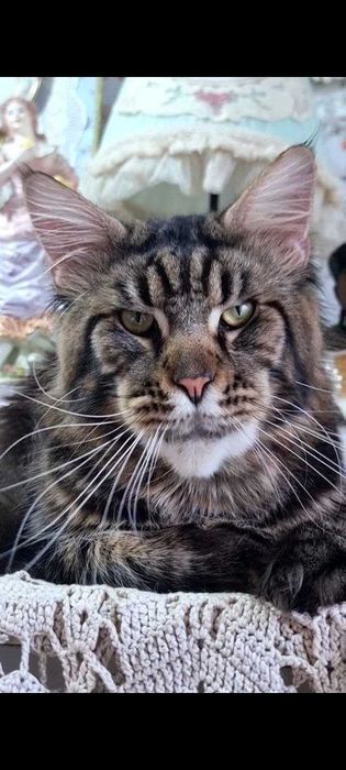 Gatinha Maine Coon