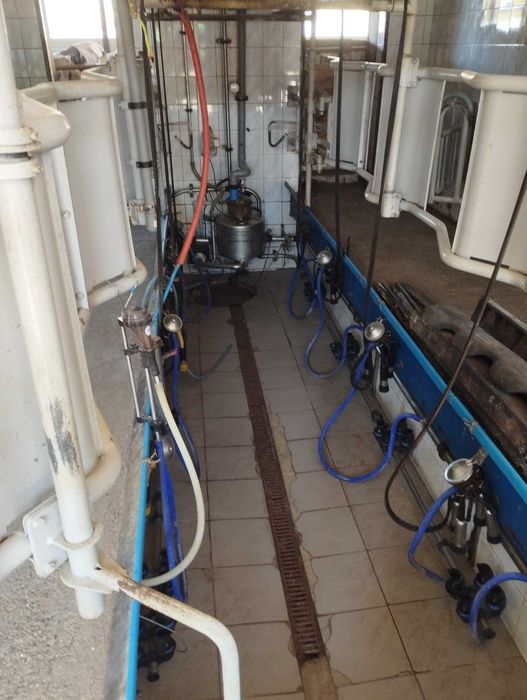 Hala udojowa alfa laval