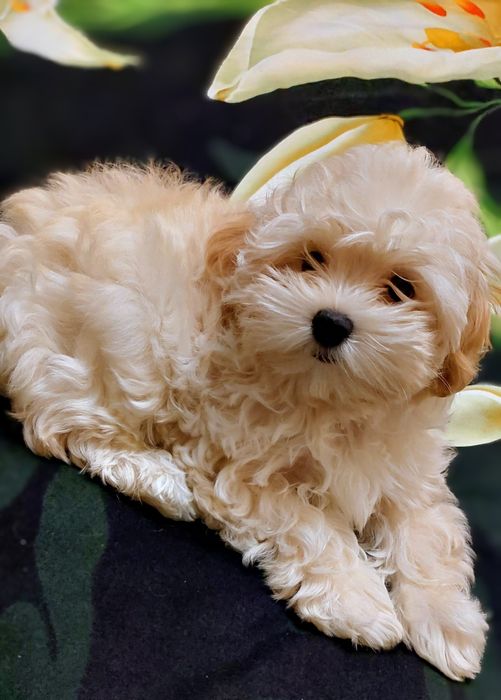 Девочка мальтипу ф1.