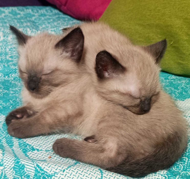 Сіамські кошенята