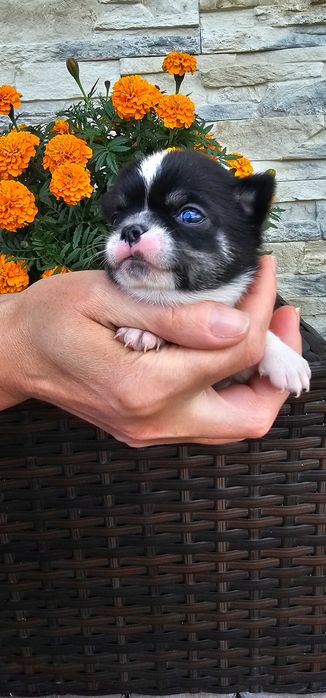 Chihuahua piesek piękny bialo czarny