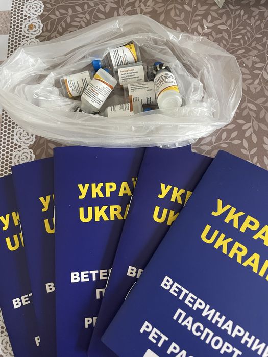 Маленькі супер йорки