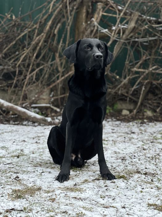 Лабрадор Вязка