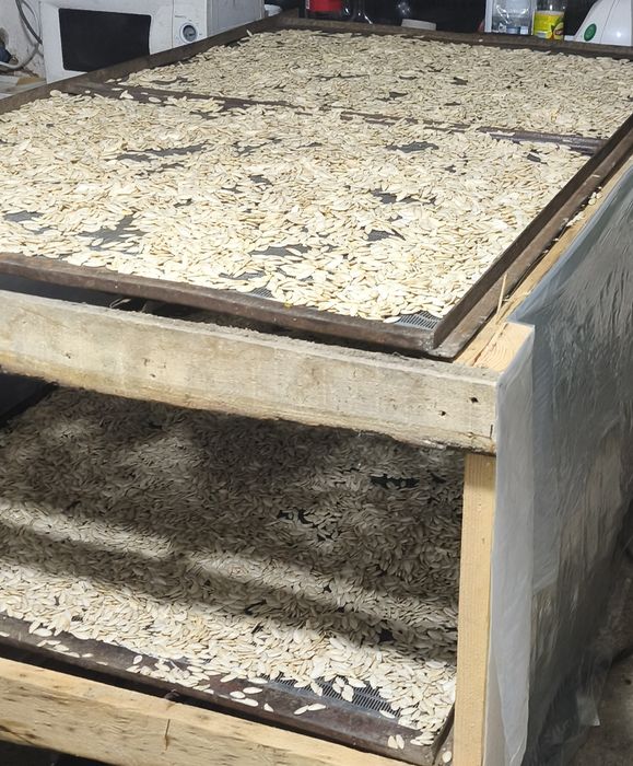 Продам гарбузове насіння