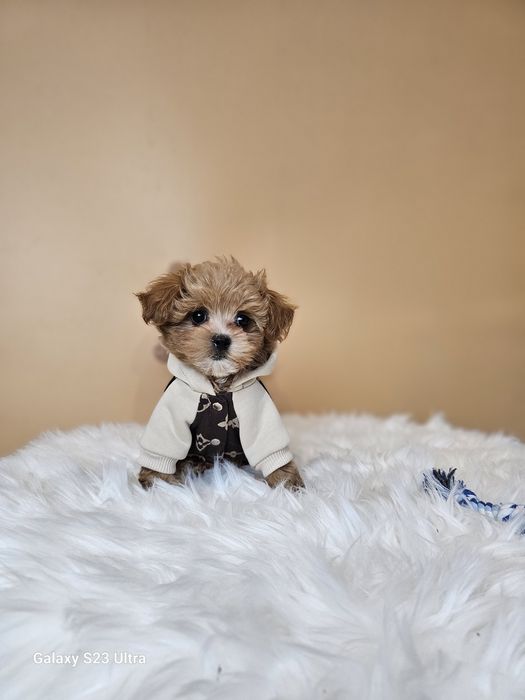 Кому мальтипу хлопчики та дівчата?