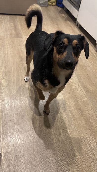 Oddam sunie 3 letnią