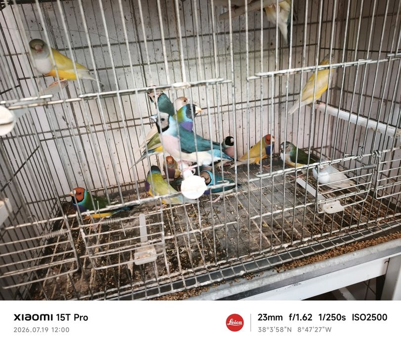 Diamantes de Gould