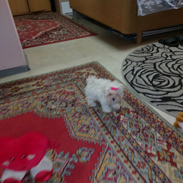 Девочка Мальтезе