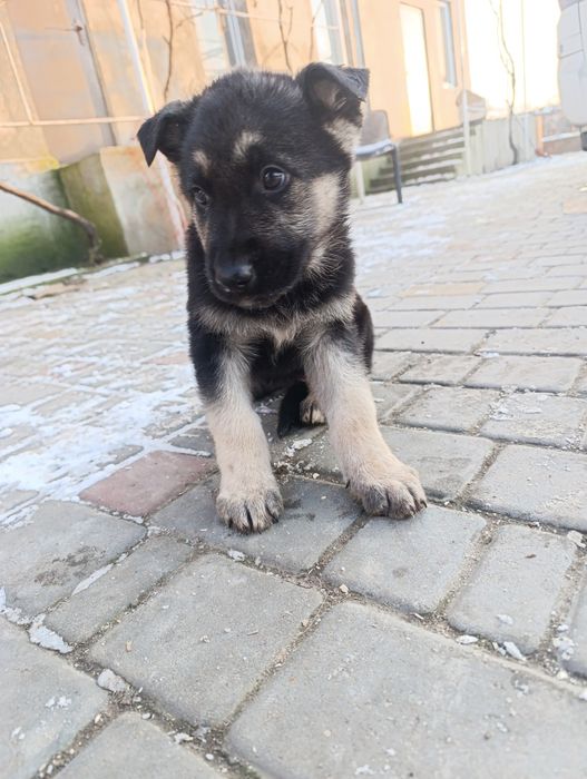 Продаются щенки ВЕО