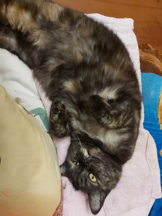 Пропала кошка окрас черепаховый.