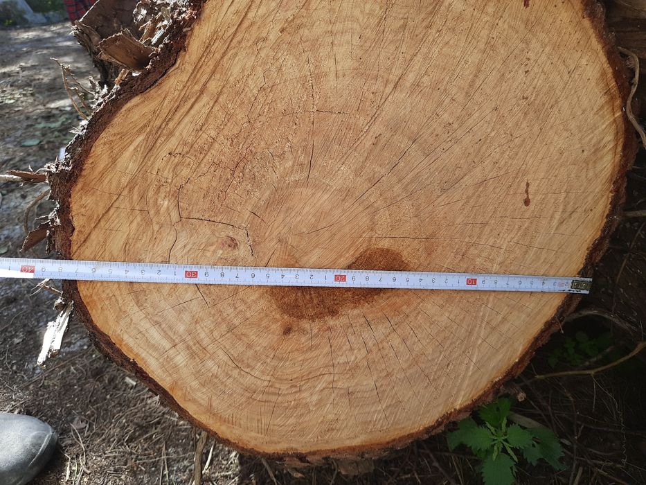 6x Troncos de cedro 3m comprimento