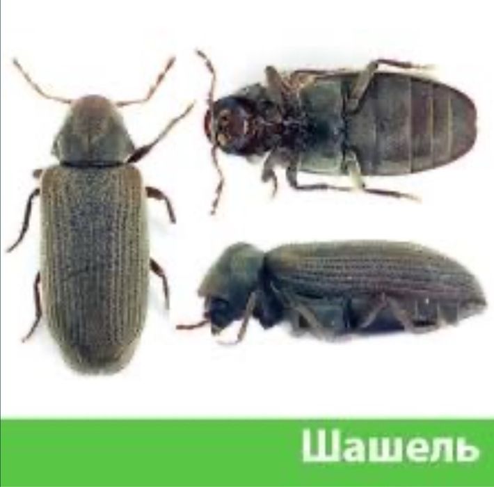 Пристрій для знищення шашелю, короїду з деревини з стійкою.