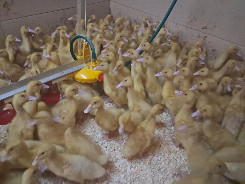 Kaczki Pekin maksimus ! Zapisy na koniec Stycznia! Dowóz do klient