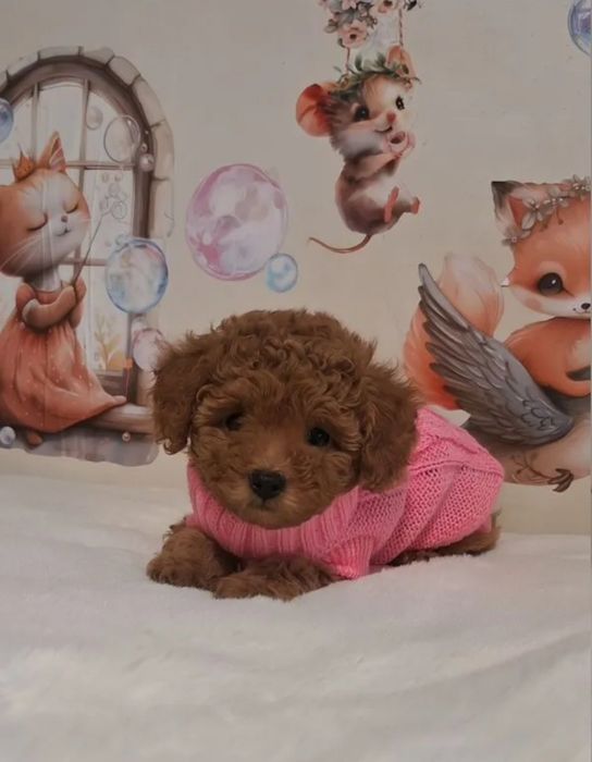 Маленька розкішна квіточка той пудель