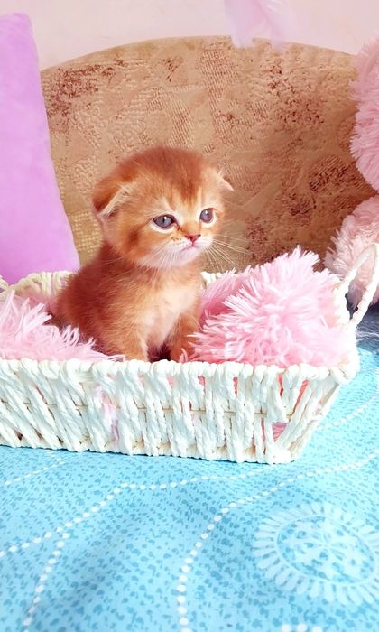 Золотий шоколадний хлопчик красунчик шиншилка