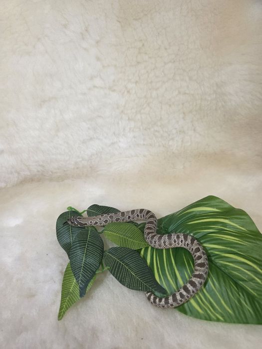 Heterodony zachodnie anaconda het. albino pos het. lavend