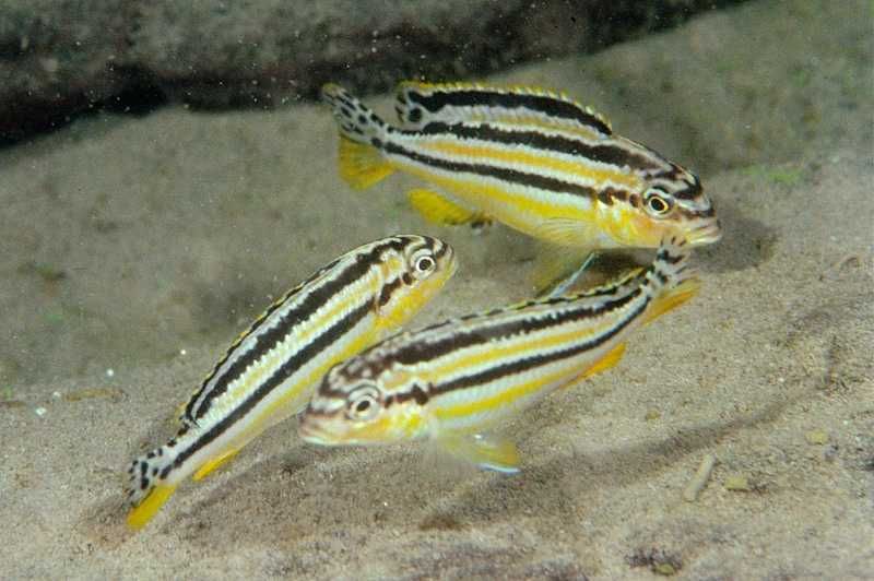 Casal Auratus - Ciclídeo africano