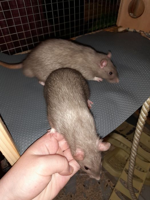 Домашние крысята